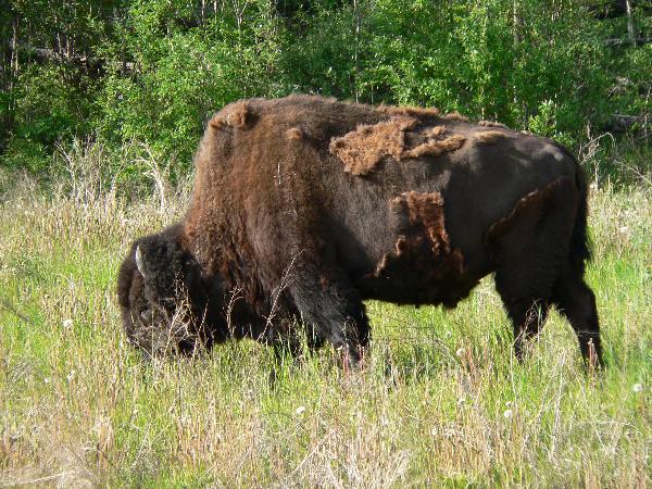 Photo of Bison bison by Murray Brown